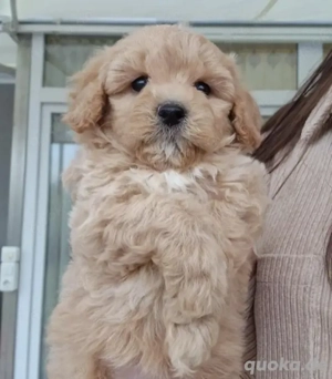 Maltipoo welpe weiblich