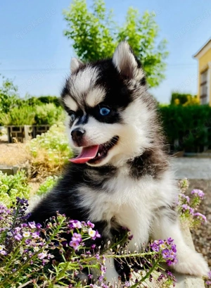 Super Gesunde Pomsky-Welpen zu verkaufen