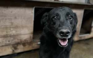 Geduldiges Zuhause für den liebenswerten Preto