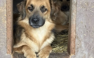 Angsthund Donald sucht verständnisvolles Bild 3
