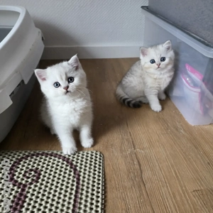 Bkh Kitten vom Züchter mit Stammbaum