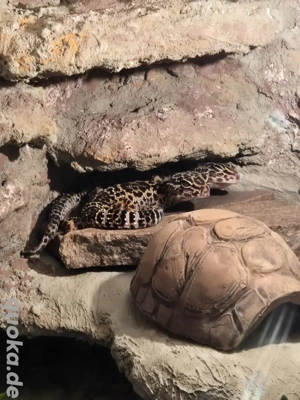 2 Leopardgecko Weibchen 4 Jahre alt abzugeben