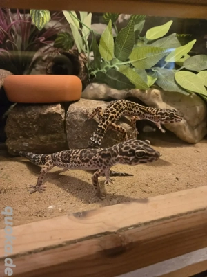 2 Leopardgecko Weibchen 4 Jahre alt abzugeben Bild 2