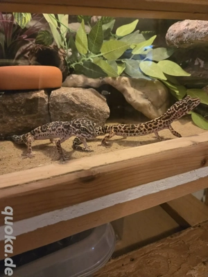 2 Leopardgecko Weibchen 4 Jahre alt abzugeben Bild 3