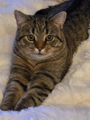 Deckkater BKH EKH mischling