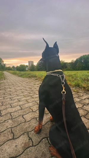 Junger Dobermann Rüde namens Ares sucht ein Zuhause auf Lebenszeit 