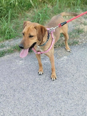 Liebe Annita Sucht ihr Zuhause   