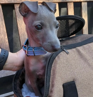 Grey Liebevolle italienische Windhundwelpen zu verkaufen!