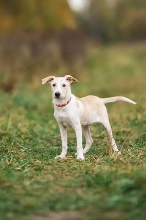 Zuckersüßer Cream sucht warmes Körbchen Bild 2