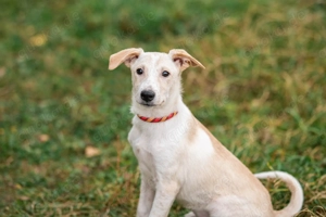 Zuckersüßer Cream sucht warmes Körbchen