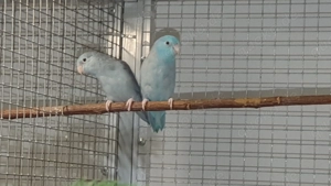 1,1 Blaugenick-Sperlingspapageien abzugeben  Bild 4