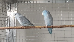 1,1 Blaugenick-Sperlingspapageien abzugeben  Bild 2