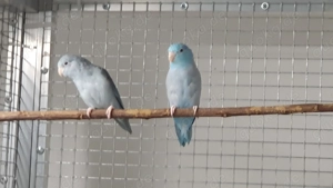 1,1 Blaugenick-Sperlingspapageien abzugeben  Bild 3