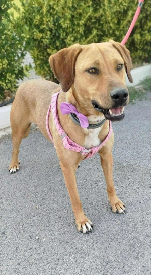 Liebe Annita sucht ihr Zuhause 