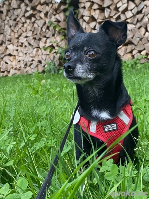 Deckrüde kein Verkauf