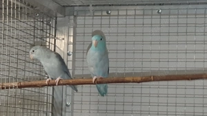 1,1 Zuchtpaar Blaugenick-Sperlingspapageien abzugeben 