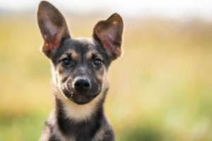 Kleine Chernichka sucht liebevolle Menschen