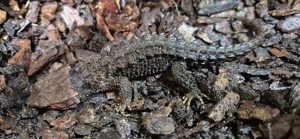 Tribolonotus gracilis Rotaugenbuschkrokodil 