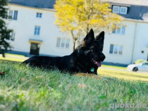 Welpe - Altdeutscher Schäferhund