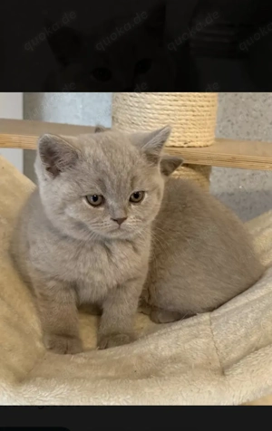 BKH Kitten mit Stammbaum 