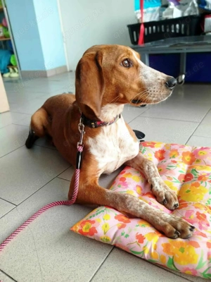 Verspielte Danfi auf der Suche nach einem Zuhause