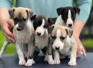 Sechs gesunde italienische Windhundwelpen mit Papieren