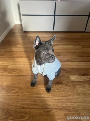 französische bulldoge 