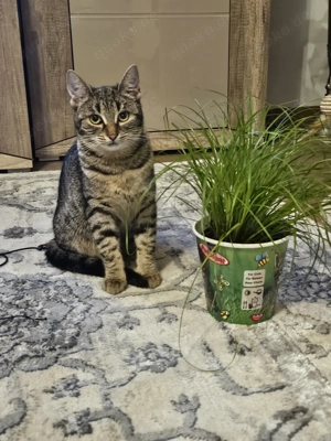 Süßes  Kleine Katze