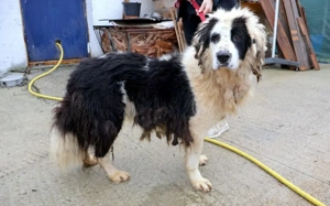 Kuh, Schaf und Löwe in einem Hund! Das ist Tim und er sucht ein Zuhause!