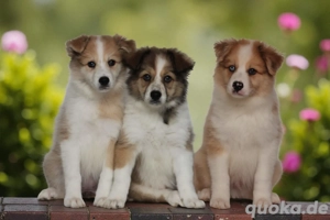 Australian Shepherd   Border Collie 
