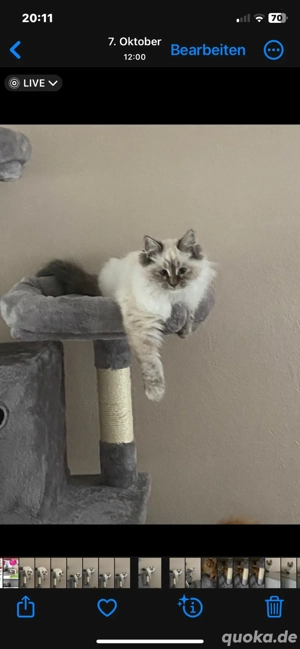 Sibirische Kitten Bild 3