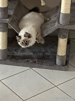 Sibirische Kitten Bild 2