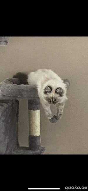 Sibirische Kitten Bild 5