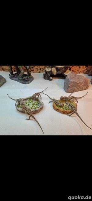 Bartagamen-Babys mit schönen Musterungen in liebevolle Hände abzugeben