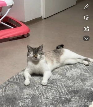 Simba sucht neues Zuhause :) 