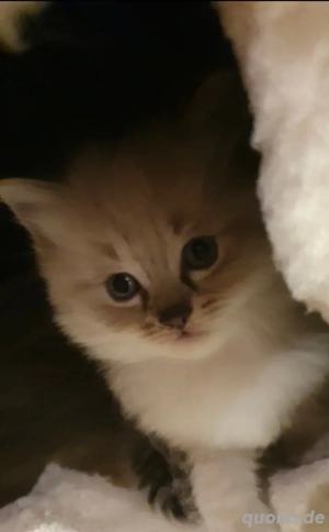 4 wunderschöne reinrassige Ragdoll Kitten zuchen ab Mitte Januar ihren neuen Dosenöffner 