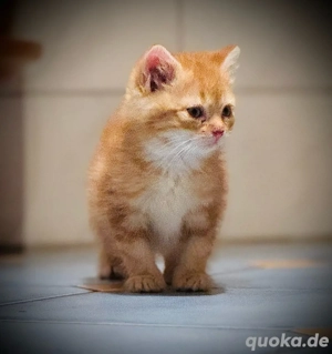 Wunderschöner kleiner roter Kater