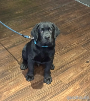   Süßer schwarzer Labrador Rüde 5 Monate geimpft & gechipt 1.200   VB