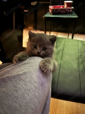 BKH Katerchen reinrassig 