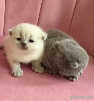 Reinrassige BKH Kitten   4 süße Babys ab 10.01.2026 abzugeben 