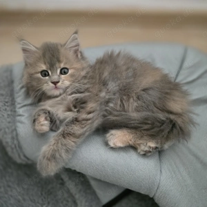 Wurfankündigung Main Coon Kitten