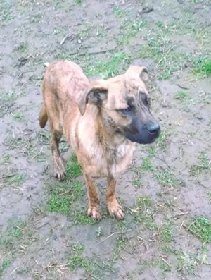 Bildhübscher TOTO - auf der Suche nach seinem Glück  Bild 9