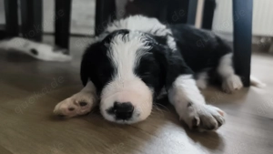 Reinrassige Bordercollie Welpen 