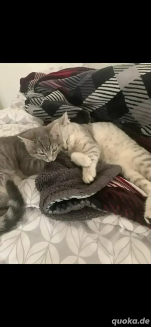 Weiße katze zu verkaufen