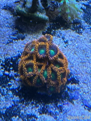 Zoanthus Gatorade Koralle Meerwasser