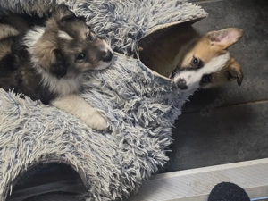 Rasselbande sucht neue Familien 