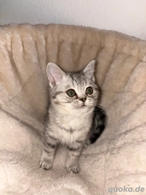 BKH - Britisch Kurzhaar - Kitten - reinrassig - abgabebereit