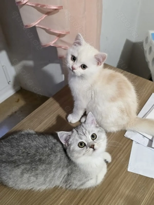 BKH Kitten ab Ende November, mit Kaufvertrag, evtl auch Impfpass,  Papa mit Stammbaum 