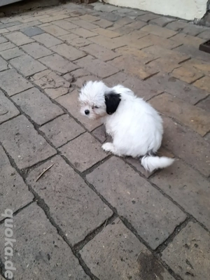 Shi-Zhu Welpe Hündin 