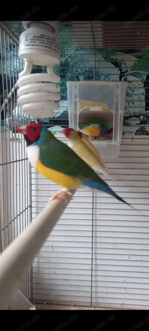 Gouldamadine Junge Pärchen.    Für das Paar 70 Euro. 